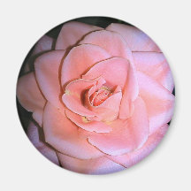 Imán del flor del rosa color de rosa
