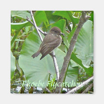 Imán del Flycatcher de Phoebe