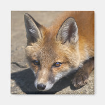 Imán del Fox de Luna