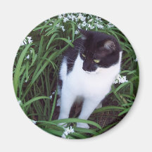 Imán del gato