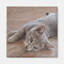 Imán del gato