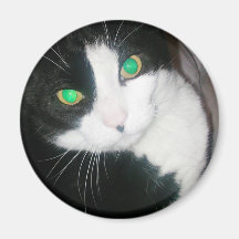 Imán del gato