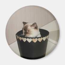 imán del gato