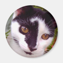 imán del gato de la belleza