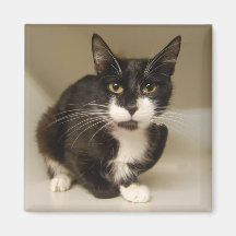 Imán del gato del smoking
