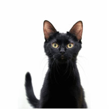 Imán del gato negro esculturas fotograficas
