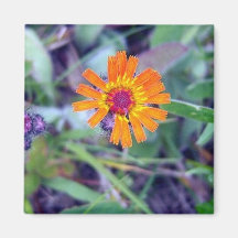 Imán del Hawkweed anaranjado 1