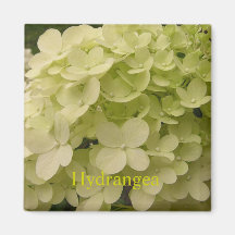 Imán del Hydrangea