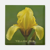 Imán del iris amarillo