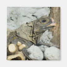 Imán del lagarto de monitor
