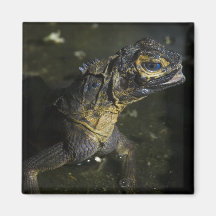 Imán del lagarto de monitor (2)