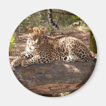 Imán del leopardo