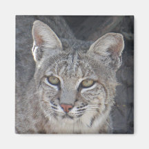 Imán del lince del desierto