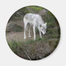 Imán del lobo gris