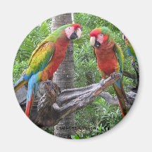 Imán del loro