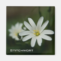 Imán del mayor Stitchwort