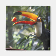 Imán del pájaro de Toco Toucan