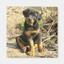 Imán del perrito de Rotti