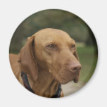 Imán del perro de Rhodesian Ridgeback