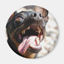 Imán del Pinscher miniatura