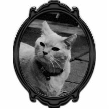 Imán del Puss del Puss Escultura Fotografica