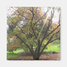 Imán del rayo ligero del árbol
