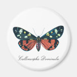 Imán del refrigerador de la mariposa