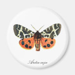 Imán del refrigerador de la mariposa