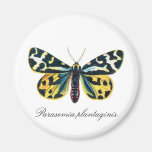 Imán del refrigerador de la mariposa
