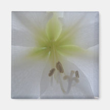 imán del refrigerador del amaryllis