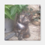 Imán del refrigerador del gato del gatito
