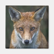 Imán del retrato del Fox rojo