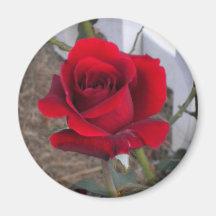 Imán del rosa rojo