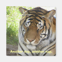 Imán del tigre el dormir