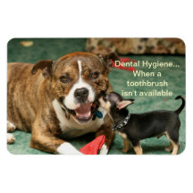 imán dental de la higiene