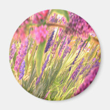 Imán descolorado de la lavanda