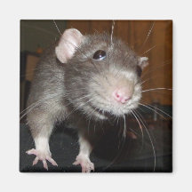 imán divertido de la cara de la rata de Dumbo