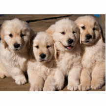 Imán dulce de cuatro perritos del golden retriever esculturas fotograficas