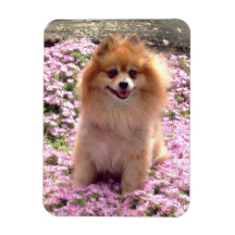 Imán el | Pomeranian con las flores rosadas
