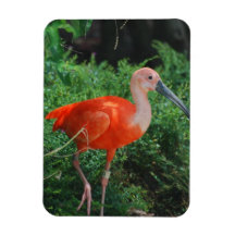 Imán flexible de Ibis del escarlata