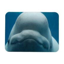 Imán flexible de la ballena dulce de la beluga