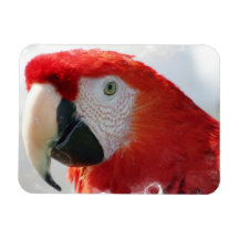 Imán flexible del Macaw del escarlata