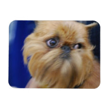 Imán flexible del perro de Bruselas Griffon