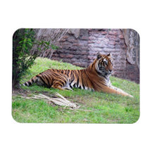 Imán flexible del tigre de Bengala