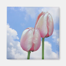 Imán floral rosado del cielo azul de los tulipanes