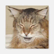 Imán grande del gatito