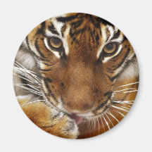 Imán malayo del tigre #1