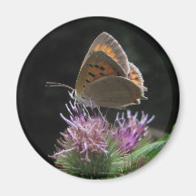 Imán Mariposa