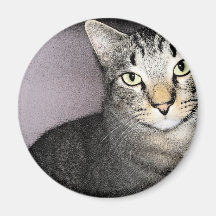 Imán modesto y poco impresionado del gato de Tommy