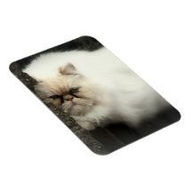 Imán mullido blanco del gato